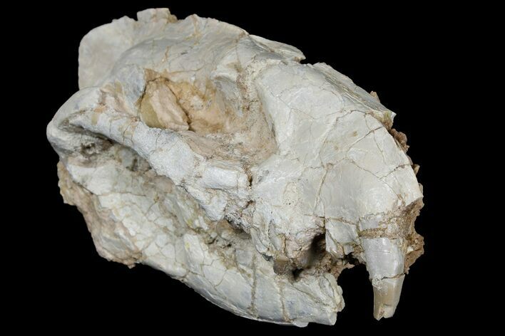 Rare, Partial Bear Dog (Daphoenus) Skull With Associated Bones #175652